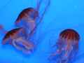 Japanese sea nettles